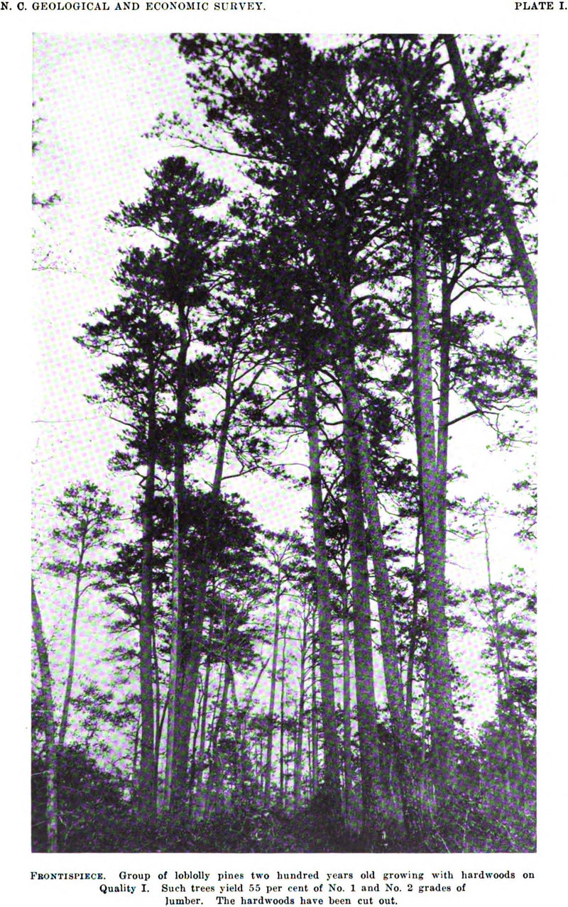 Southern pine forest